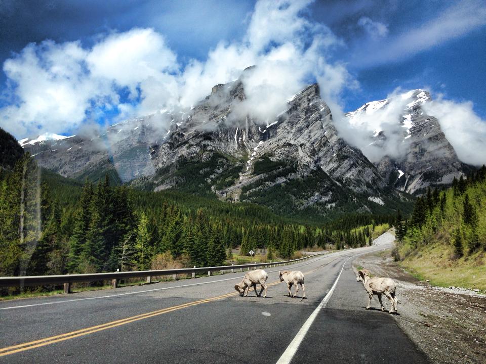 canmore_sheep